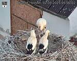 Capi_Dubne_20250702_050002.jpg