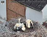 Capi_Dubne_20250702_050503.jpg