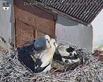 Capi_Dubne_20250702_071502.jpg