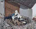 Capi_Dubne_20250702_072003.jpg