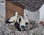 Capi_Dubne_20250702_074502.jpg