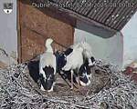 Capi_Dubne_20250702_080002.jpg