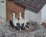 Capi_Dubne_20250702_082003.jpg