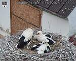 Capi_Dubne_20250703_074503.jpg
