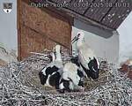 Capi_Dubne_20250703_083003.jpg