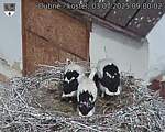 Capi_Dubne_20250703_090002.jpg
