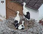 Capi_Dubne_20250703_092003.jpg