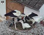 Capi_Dubne_20250703_093003.jpg