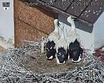 Capi_Dubne_20250703_103003.jpg