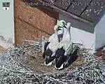 Capi_Dubne_20250703_110503.jpg