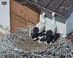 Capi_Dubne_20250703_112003.jpg
