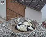 Capi_Dubne_20250703_122003.jpg