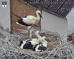 Capi_Dubne_20250703_123003.jpg