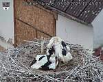 Capi_Dubne_20250703_124503.jpg