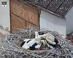 Capi_Dubne_20250703_125004.jpg