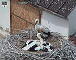 Capi_Dubne_20250703_125503.jpg