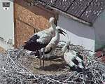 Capi_Dubne_20250703_130503.jpg