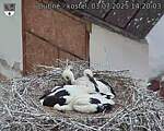Capi_Dubne_20250703_142003.jpg