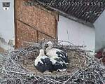 Capi_Dubne_20250703_145503.jpg