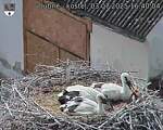 Capi_Dubne_20250703_164004.jpg