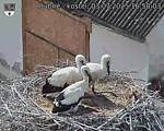 Capi_Dubne_20250703_165003.jpg