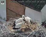 Capi_Dubne_20250703_181003.jpg