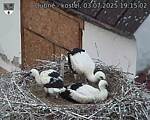 Capi_Dubne_20250703_191502.jpg