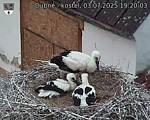 Capi_Dubne_20250703_192003.jpg