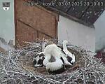 Capi_Dubne_20250703_201003.jpg