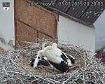 Capi_Dubne_20250703_202003.jpg
