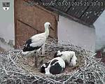 Capi_Dubne_20250703_211003.jpg