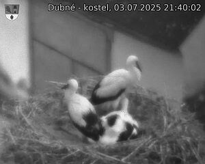 Capi_Dubne_20250703_214002.jpg (1350 x 1080)