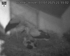 Capi_Dubne_20250703_215502.jpg (1350 x 1080)