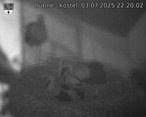 Capi_Dubne_20250703_222002.jpg (1350 x 1080)