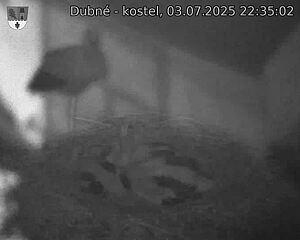 Capi_Dubne_20250703_223502.jpg (1350 x 1080)