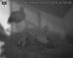 Capi_Dubne_20250703_225003.jpg
