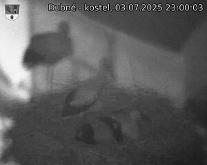 Capi_Dubne_20250703_230003.jpg (1350 x 1080)
