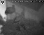 Capi_Dubne_20250703_230503.jpg