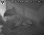 Capi_Dubne_20250703_231502.jpg