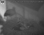 Capi_Dubne_20250703_232003.jpg