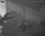 Capi_Dubne_20250704_000003.jpg