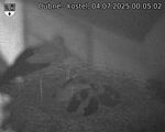 Capi_Dubne_20250704_000502.jpg