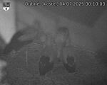 Capi_Dubne_20250704_001003.jpg