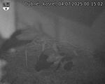 Capi_Dubne_20250704_001502.jpg