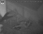 Capi_Dubne_20250704_002002.jpg