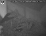 Capi_Dubne_20250704_002502.jpg