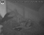 Capi_Dubne_20250704_003502.jpg
