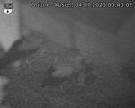 Capi_Dubne_20250704_004002.jpg