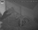 Capi_Dubne_20250704_004503.jpg