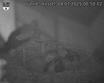 Capi_Dubne_20250704_005002.jpg